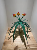 Archie’s Beaded Aloe Plant